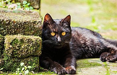 《方舟：生存飞升》优化更新，MOD工具ARK Devkit